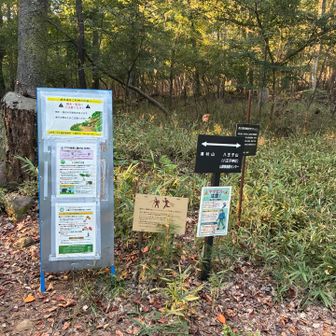 熊、ヤマビル、そして書き込みによるとハチ。八王子山行きはあっさり断念しました。時間も時間ですしね。