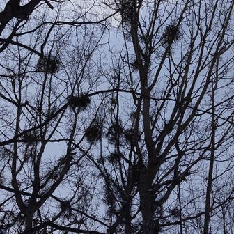 ヤドリギ(宿り木)
落葉樹の枝に丸い塊で寄生する半寄生植物。
鳥の巣のように見えるのが特徴。鳥に実を食べてもらい、フンによって種が運ばれ高い枝で寄生が始まる🌳