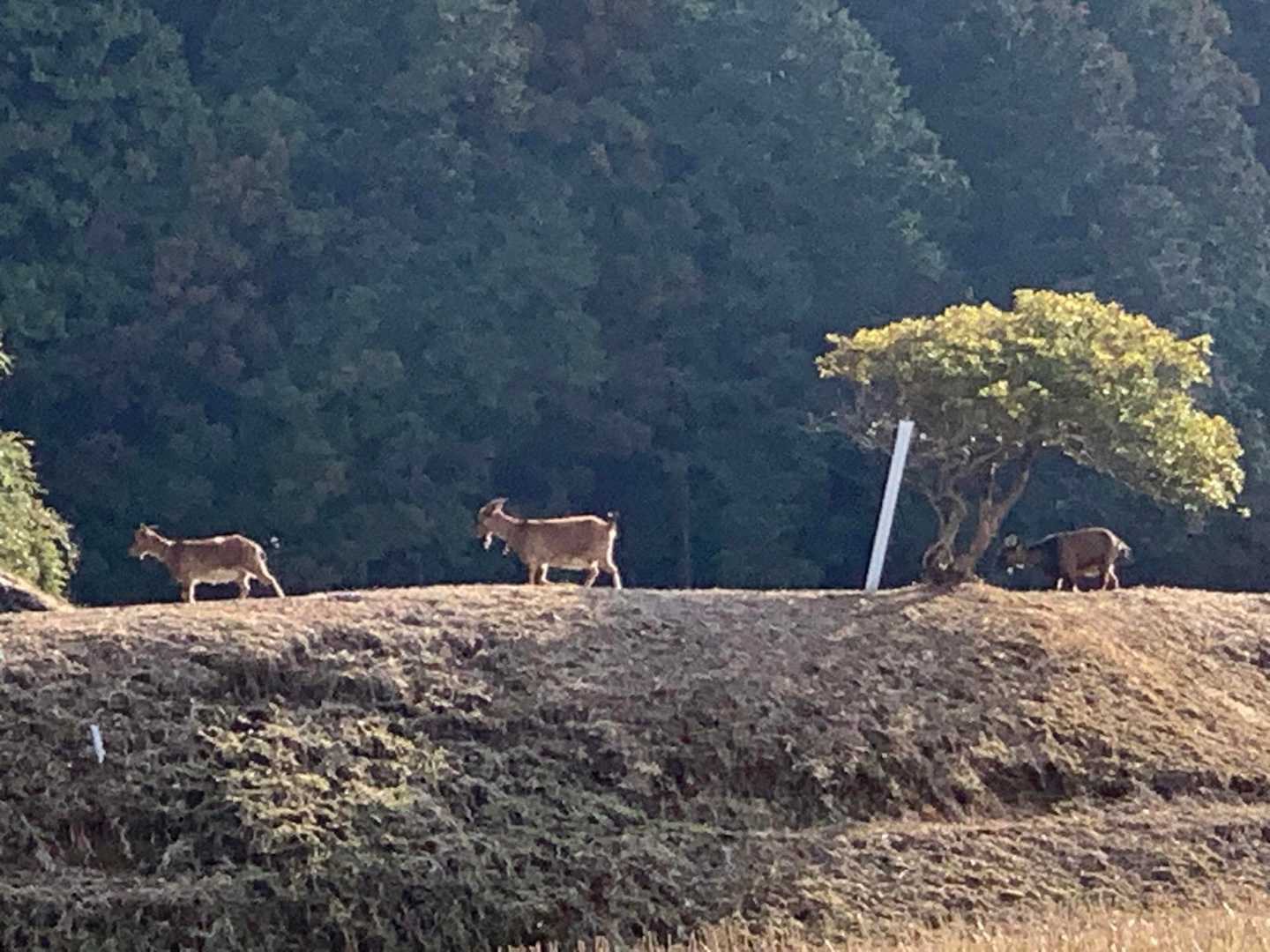 下山途中…
鹿かと思ったら…