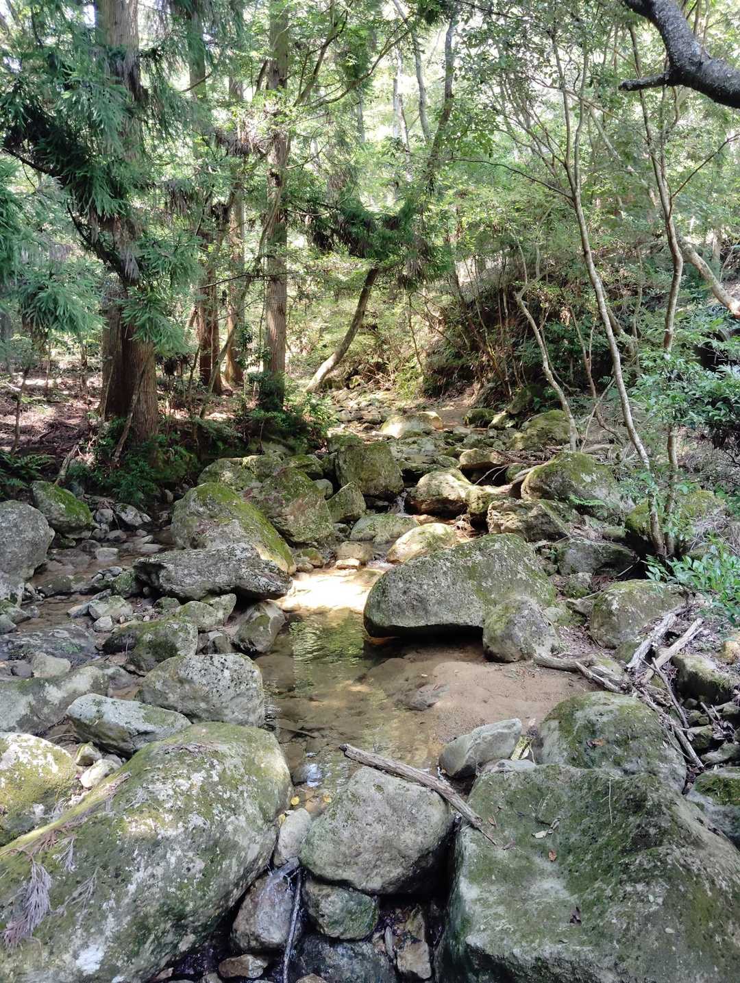 分岐から山道へ