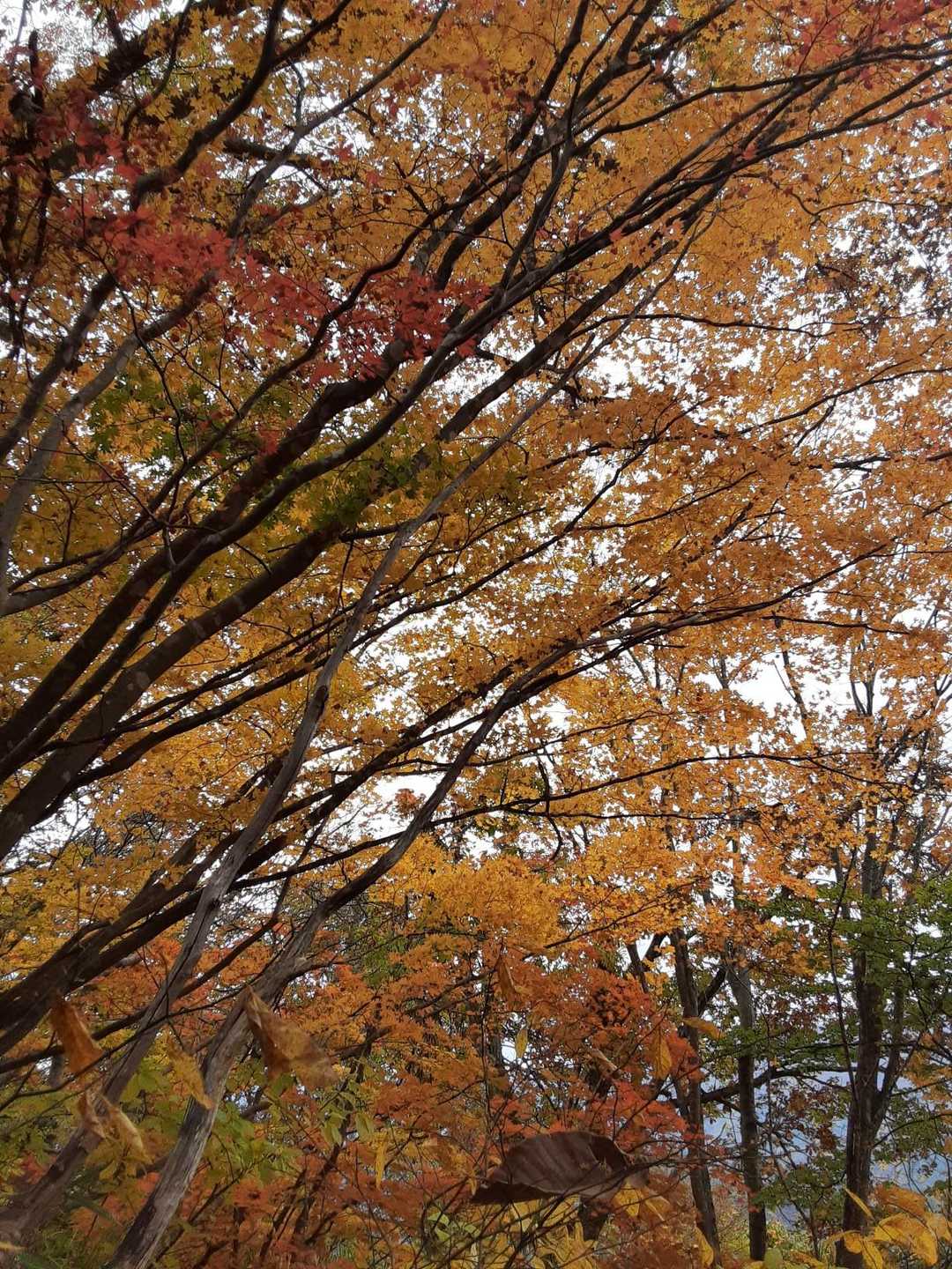 尾根を歩くエリアに‼️カエデの巨木があちらこちらに有、美しい🍁ブナの木の紅葉もグッド👍️