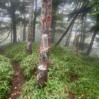小雲取山登頂⛰️