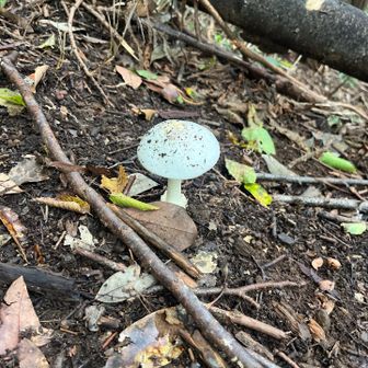 雨多かったからキノコが育ってます