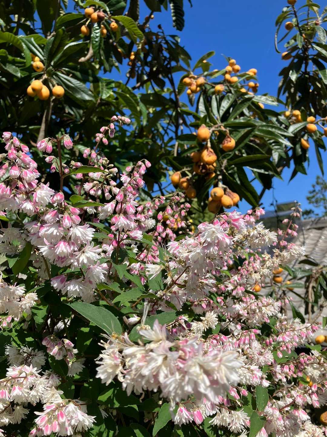 彦山登山口から少し登ったところに、咲く
きれいな花と枇杷の実です。