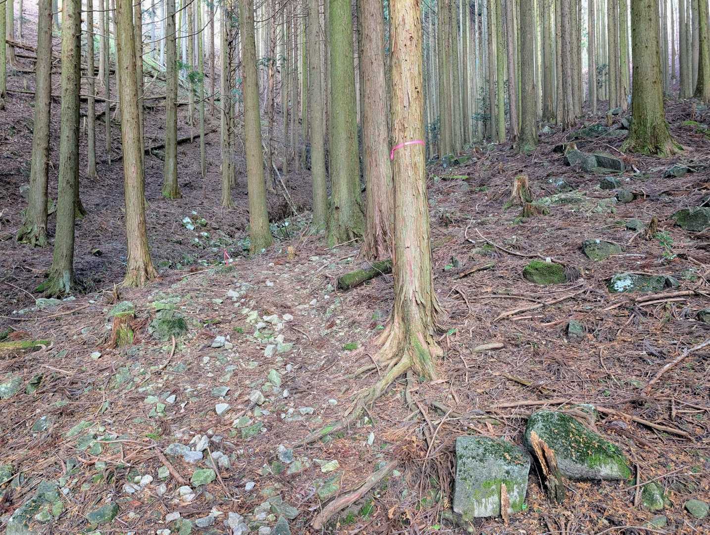 植林帯の中のルートか…🙂