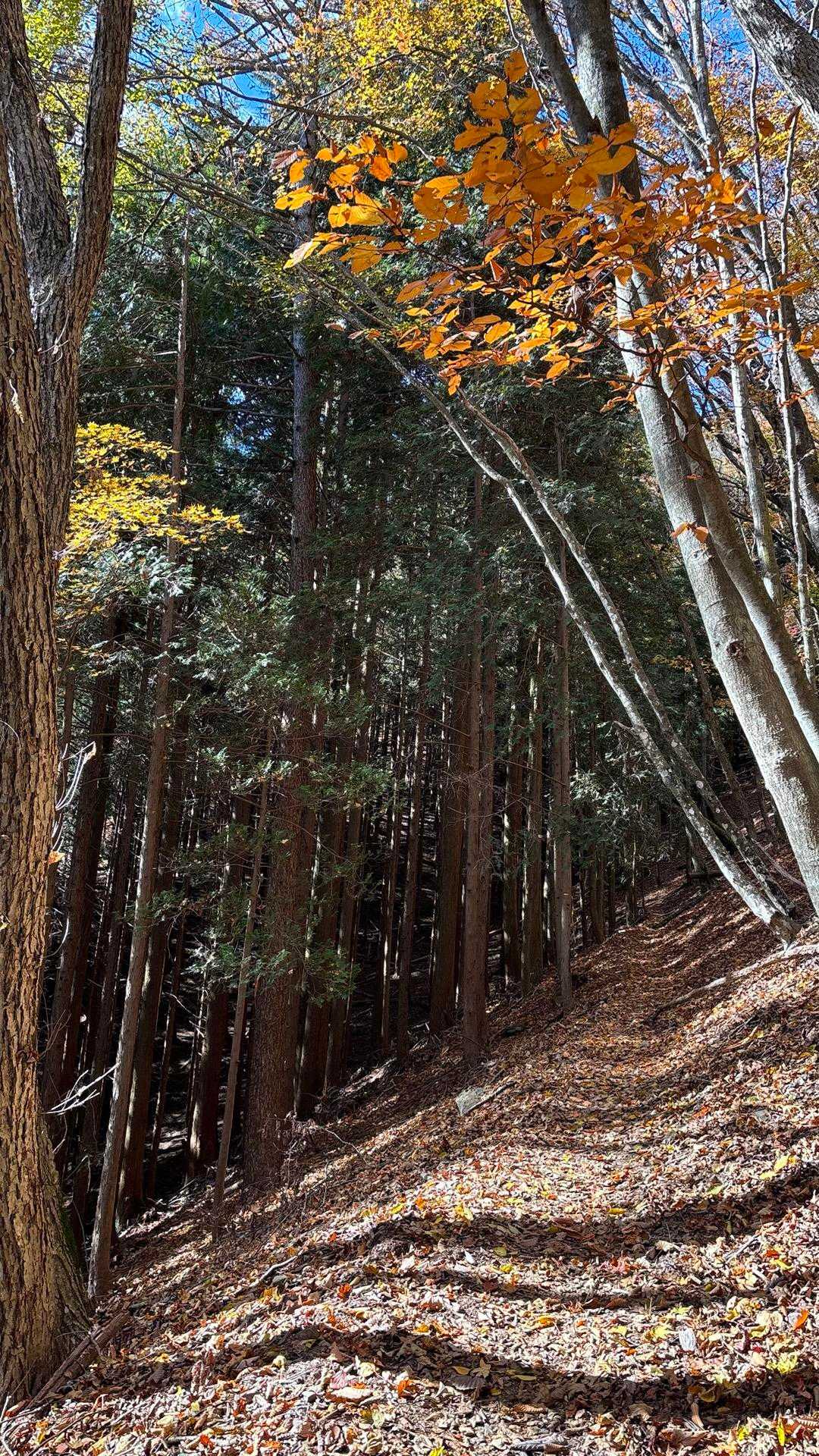 鶴峠-奈良倉山-牛ノ寝・大菩薩峠登山口-松姫峠-鶴寝山 往復コースの写真