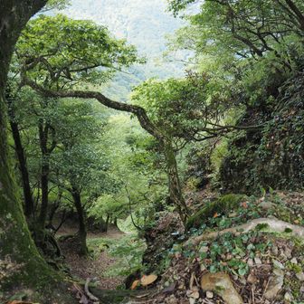 尾根道の真横・北側は、急角度で落ち込んでいます😵
切り立った尾根なのですね。