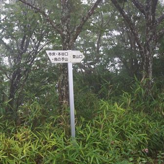 雨が強くなったので早々に下山します