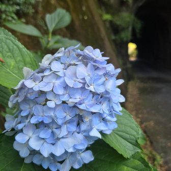 トンネル北側のアジサイは綺麗💙
