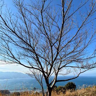 志下山216m
海に面した山頂です✨
桜の木に山頂標識。満開のときは最高ですね🌸