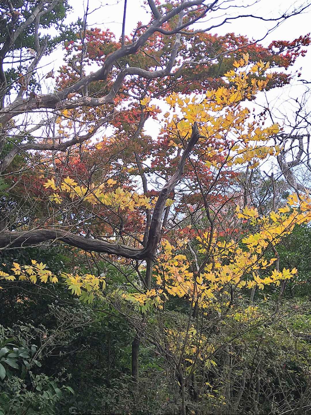 栗野岳第2峰-栗野岳 往復コースの写真