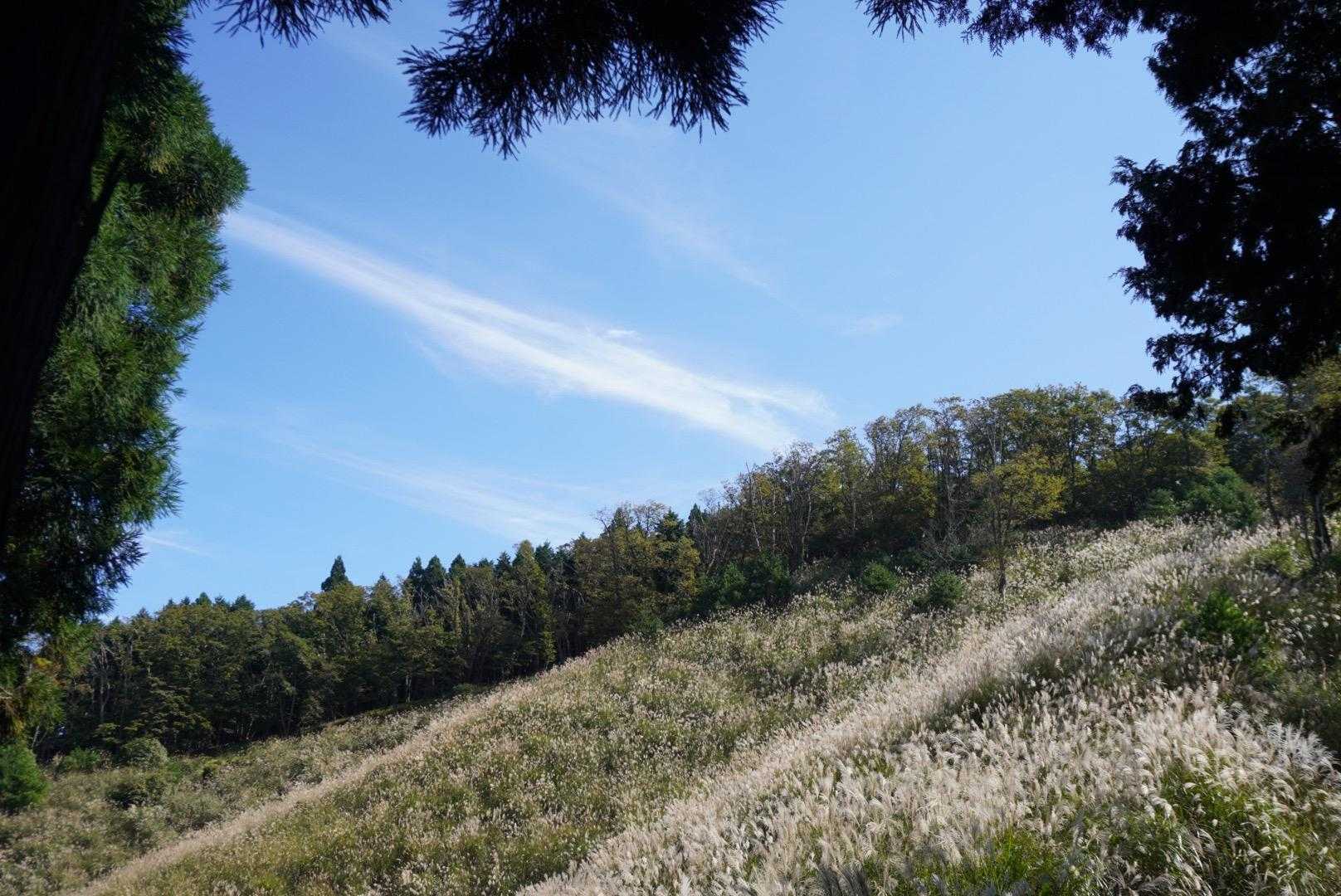 ススキ🌾原