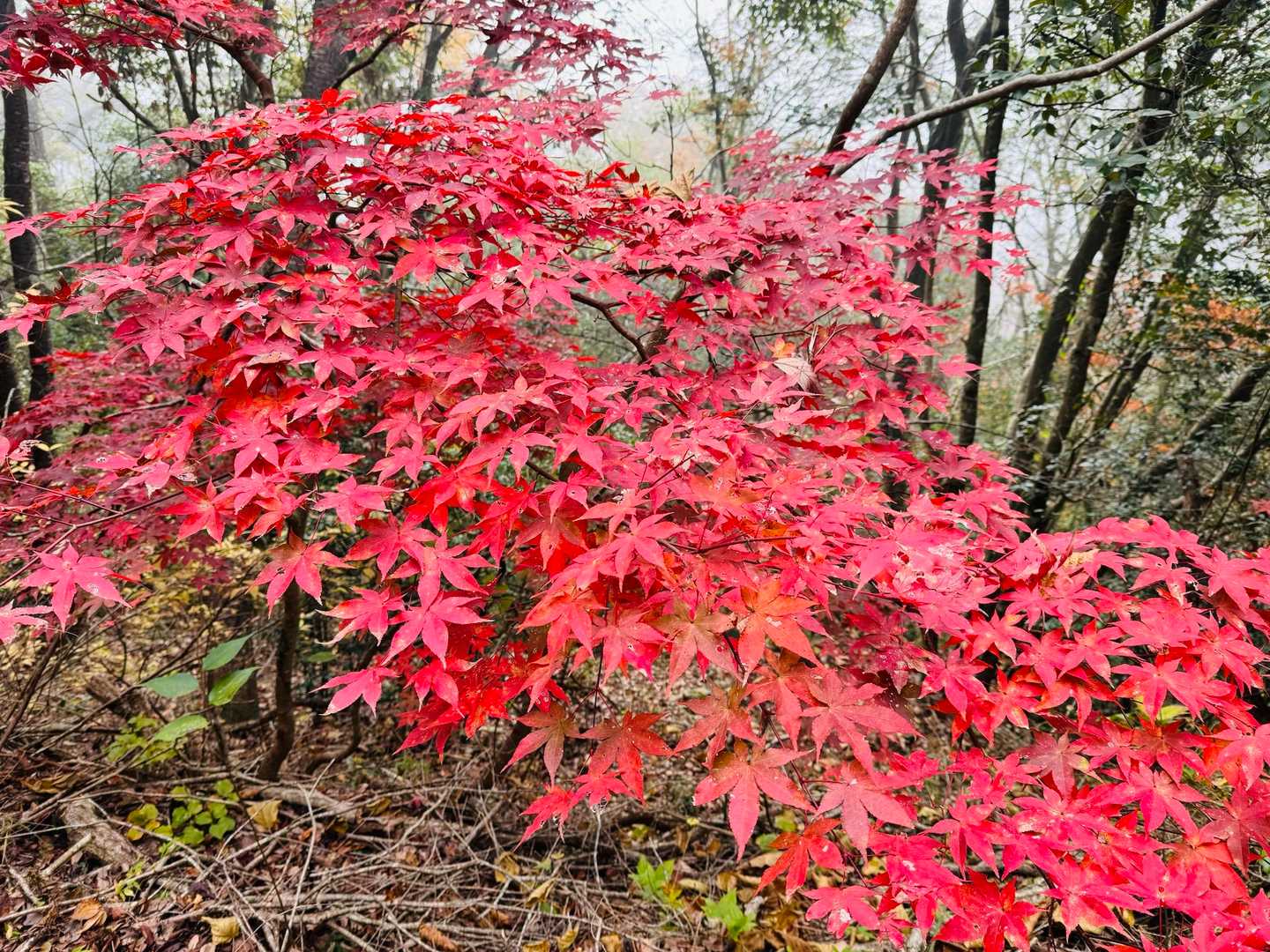 🍁⠜🍁
周囲はまだガスガス！
晴れることを祈って登る
