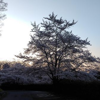 駐車場の中央にソメイヨシノが咲いていました🌸
ウグイスも鳴いてます😊
ホーホケキョ