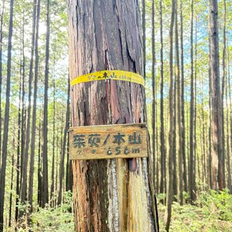 グミの木山登頂〜