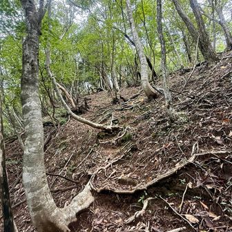 稲積山、フォルム的に直登ではないと思ったら、案の定ジグザグ歩行。土が柔らかいので滑りに注意⚠️