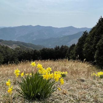 黄色い可愛いラッパ水仙♡
