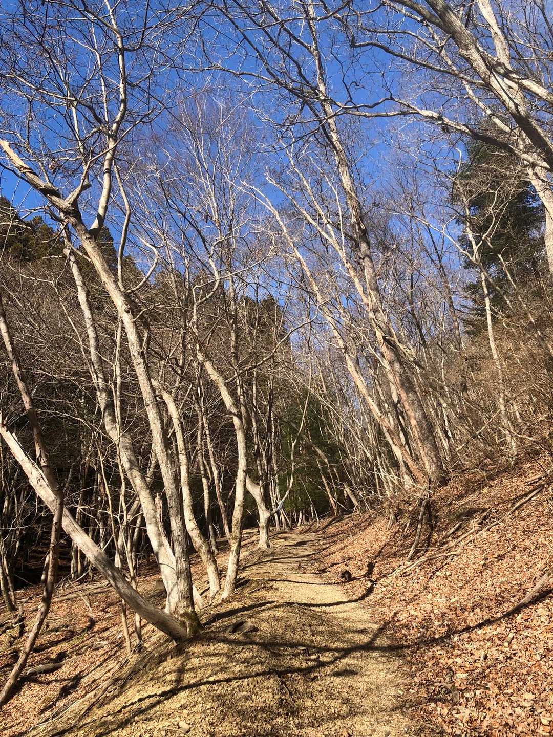 石投山 往復コースの写真