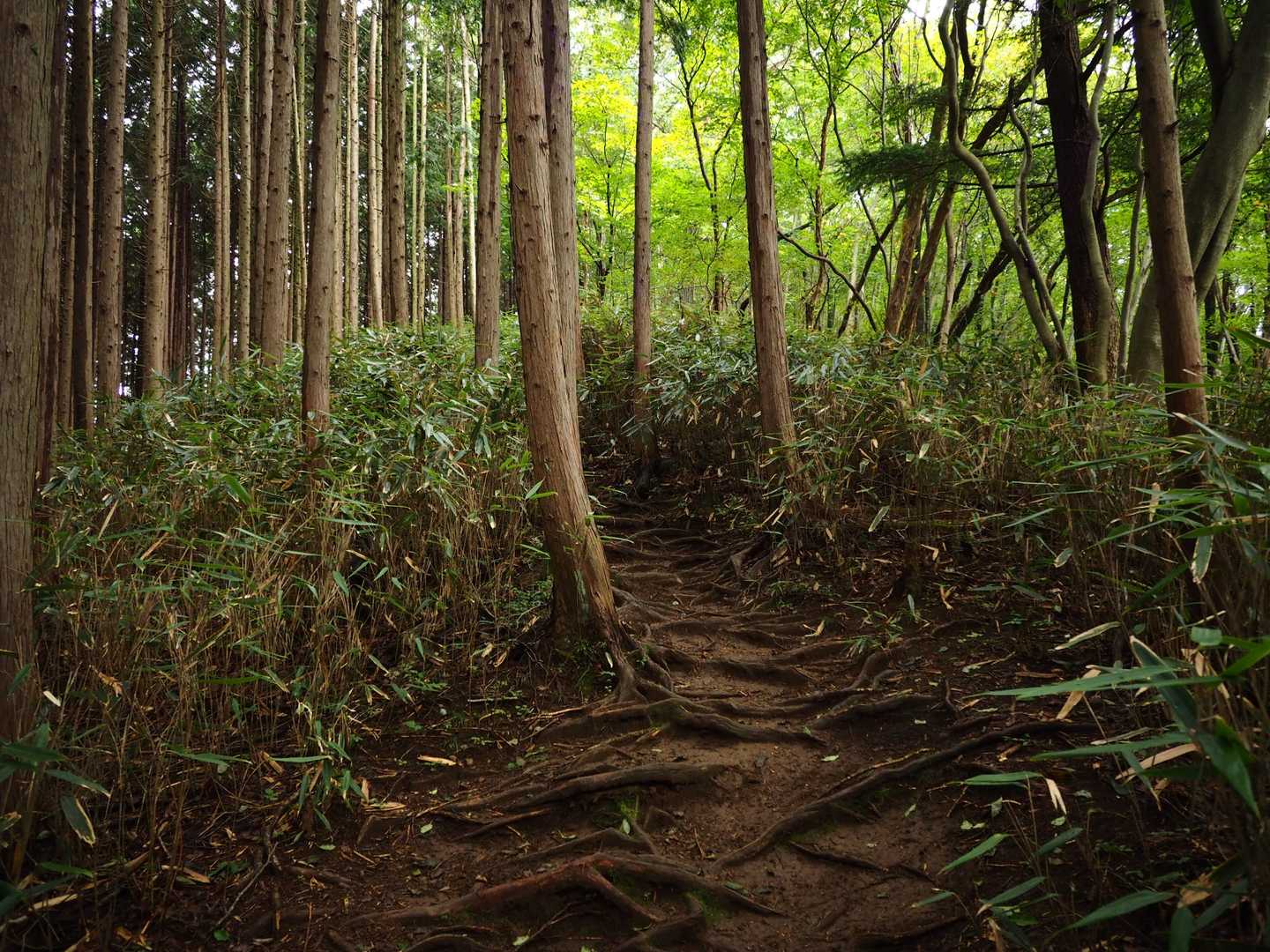権次入峠-棒ノ嶺 往復コースの写真