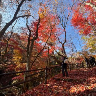 森林植物園手前の紅葉