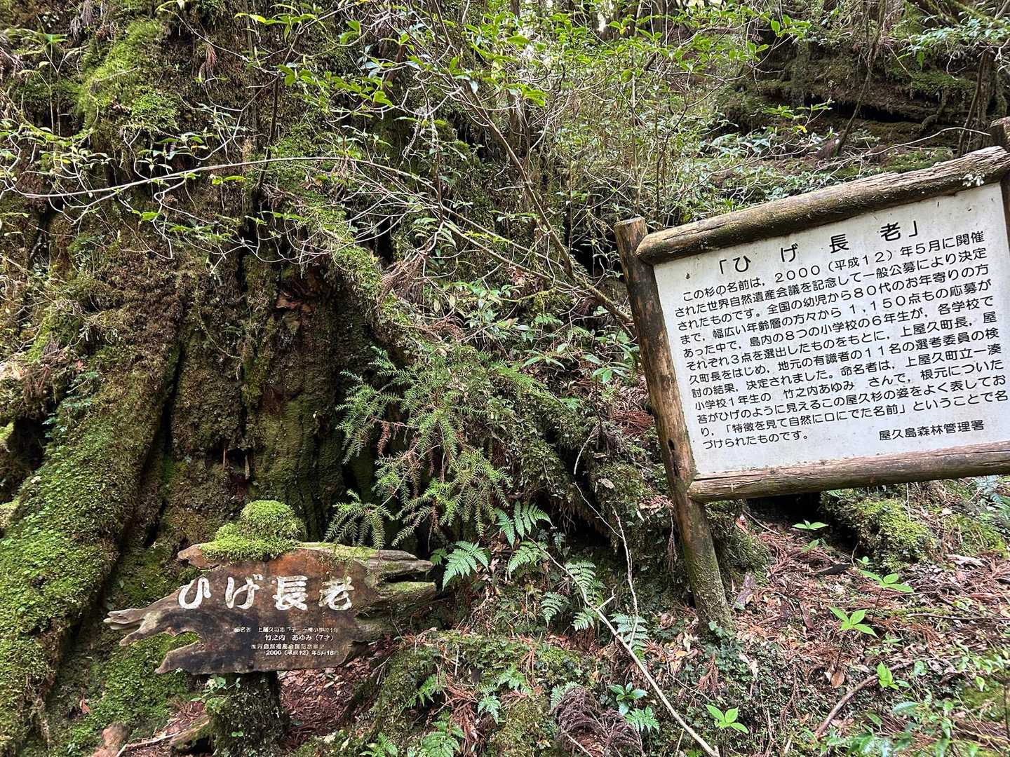 幾つかある主要の屋久杉からひげ長老。
髭のようにモサモサと囲う