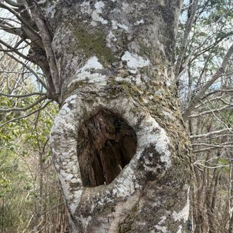 リス🐿️たち、小動物のおうち❓