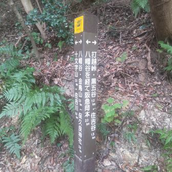 ここまでの森林管理道は藪漕ぎでした。蜘蛛の巣も多め。夏はお薦めしないです。