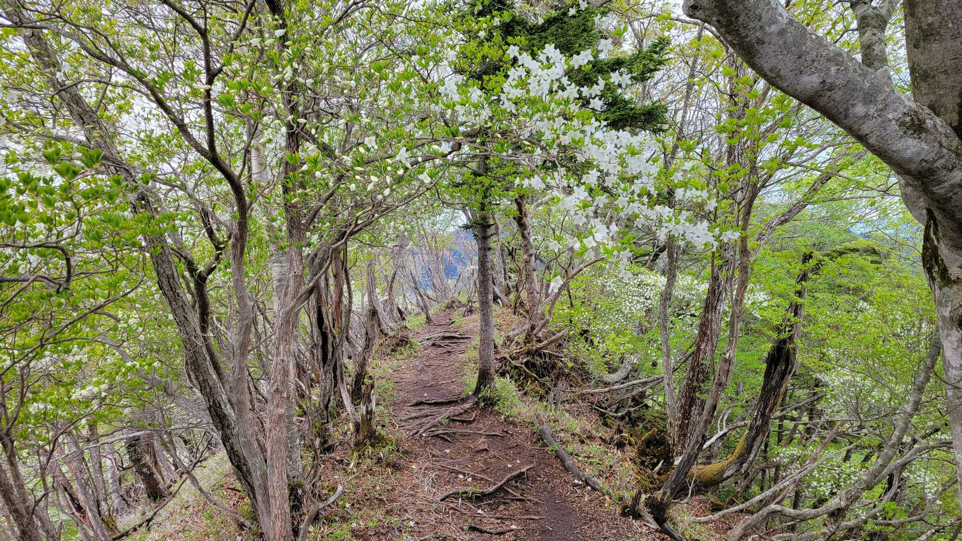 釈迦ヶ岳 周回コースの写真
