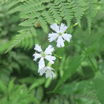 櫛形山を愛する会