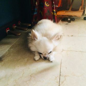 Coo（くぅ🗝️）