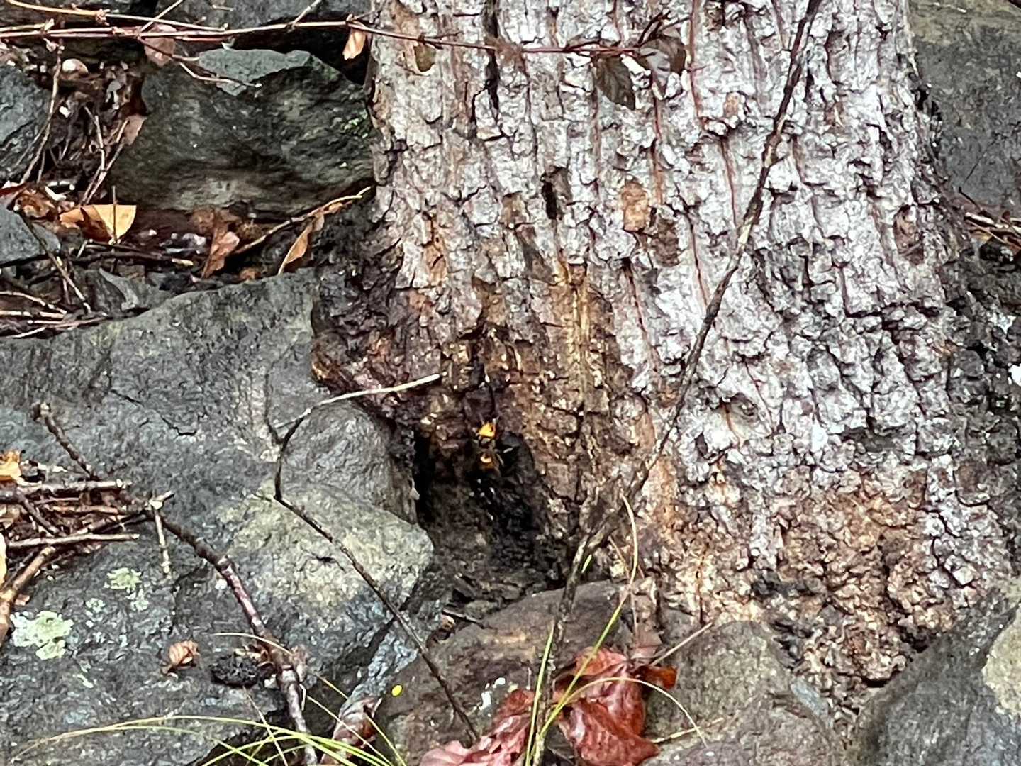 スズメバチ🐝の巣がありそうなのでお気をつけて⚠️