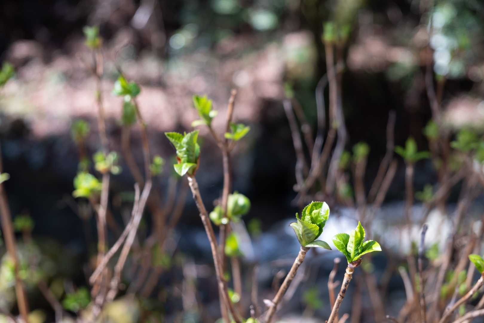 あじさいの新芽が出てきてます。