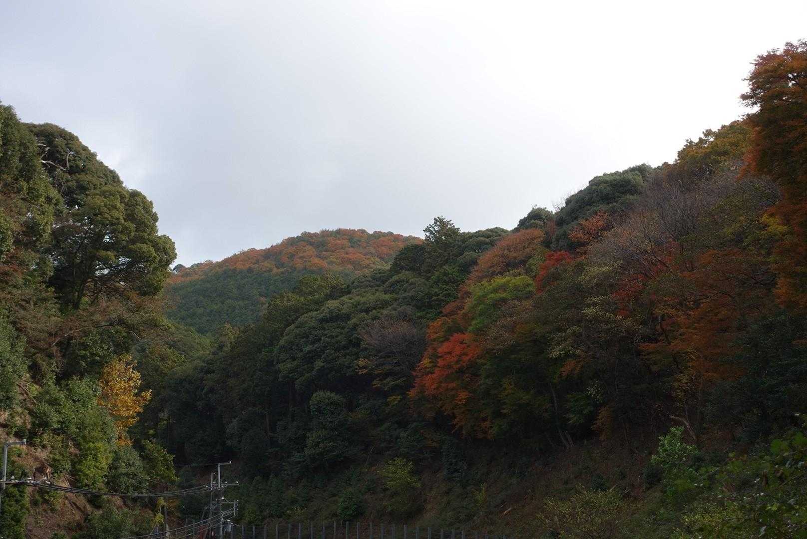 遠くに紅葉🍁