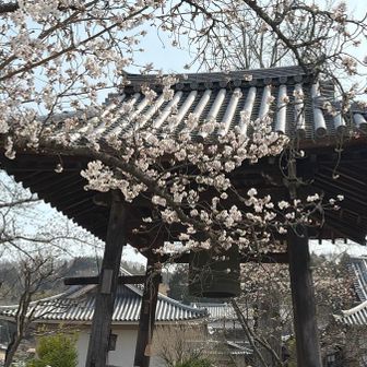 鐘🔔とソメイヨシノ