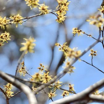 咲き残ってくれて、ありがとう😊