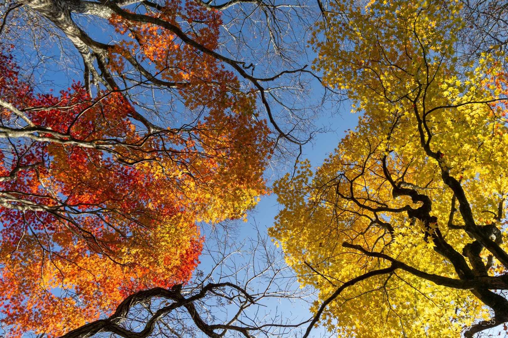 南側の陽だまりは風も穏やかで、
散らずに残った紅葉を楽しめる🍁