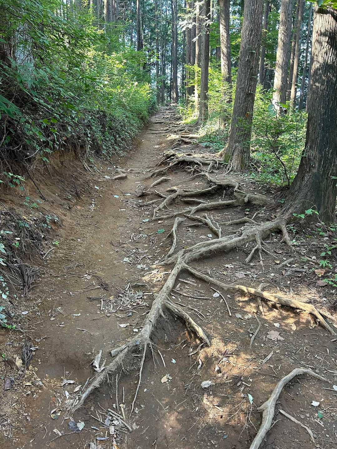小仏城山に向かっています。