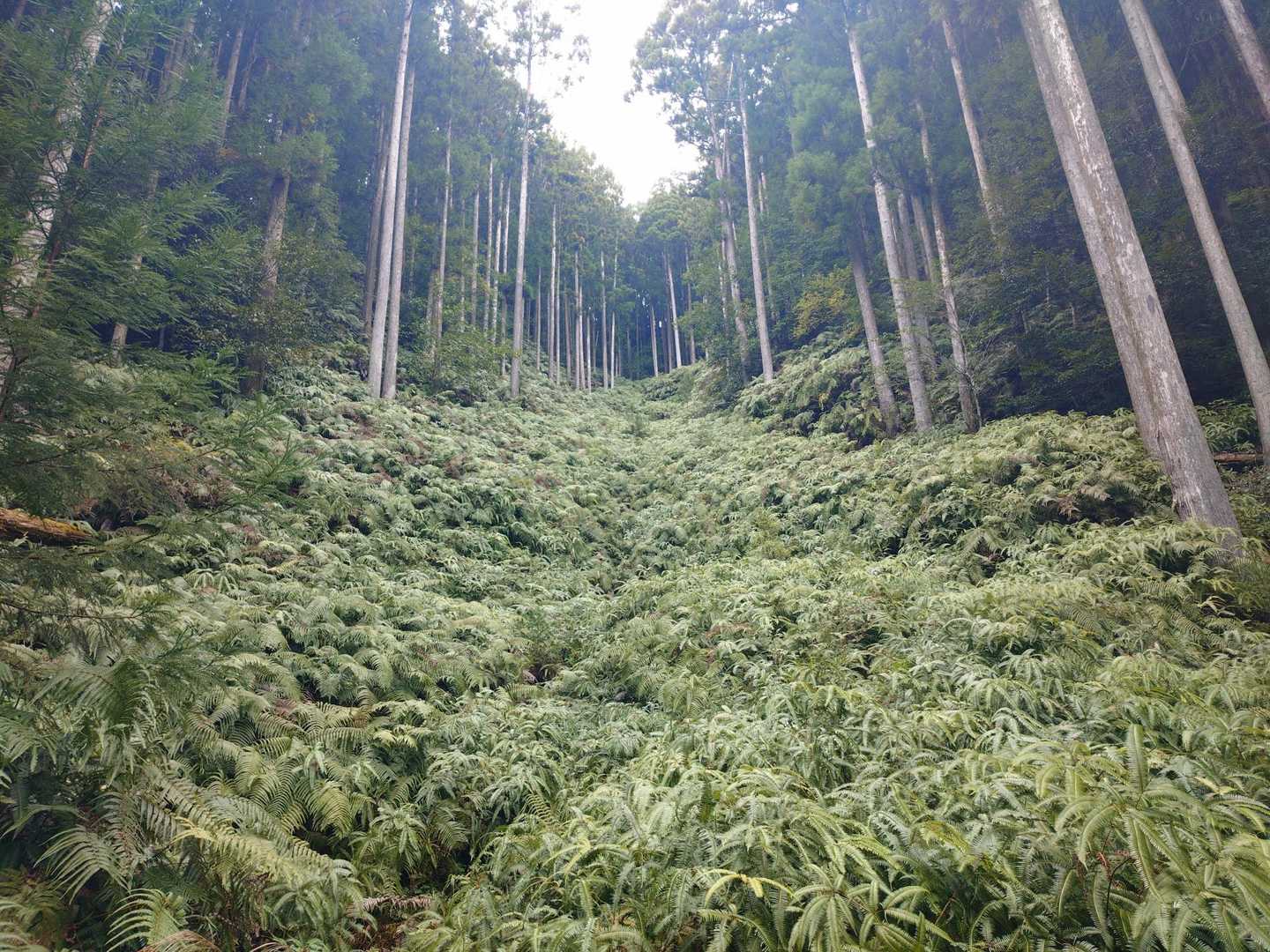 登山路が北側なので苔とシダが多め