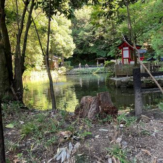 狭井神社　とても綺麗な神泉