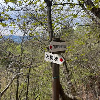 ニリンソウ群生地経由で天狗岩に