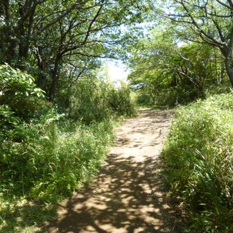 天園の内部。この地面が横浜の最高地です。