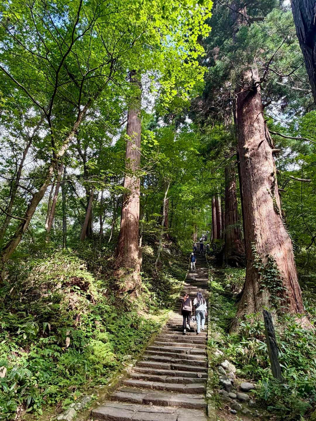 羽黒山登山口-羽黒随神門バス停-羽黒山 五重塔-休憩所-出 周回コースの写真