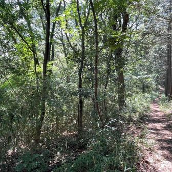 寺ノ入山、走り易そうな道でしょ？