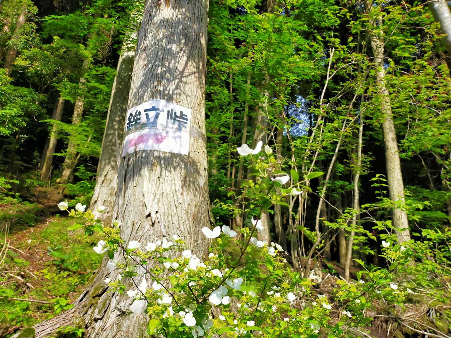 一番水🅿️は、私は滑り込みセーフで、その後、🈵員御礼😆‼️

4月に四千本桜を見に来て、鳴子山の激登り〜白口岳〜立中山を周回したなぁ。その時に、立中山から平治岳のピンク姿を見たいなぁと思っていた。