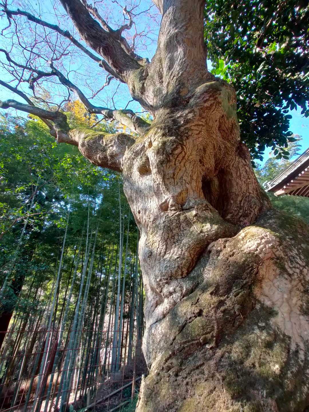 大中寺-太平山-ぐみの木峠 周回コースの写真