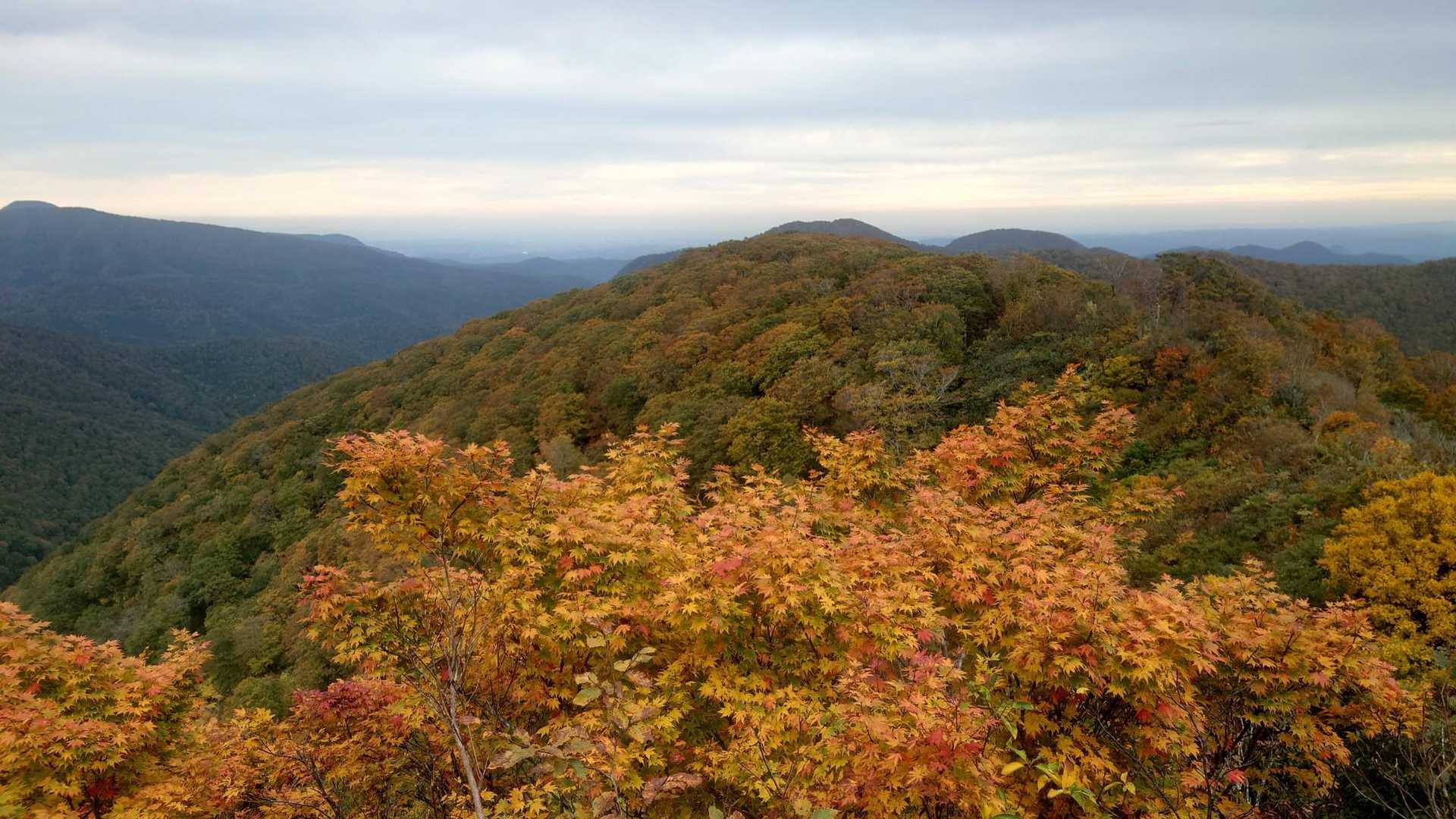 コブノ背-アオノ背-寒風山 往復コースの写真