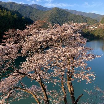 十津川と桜