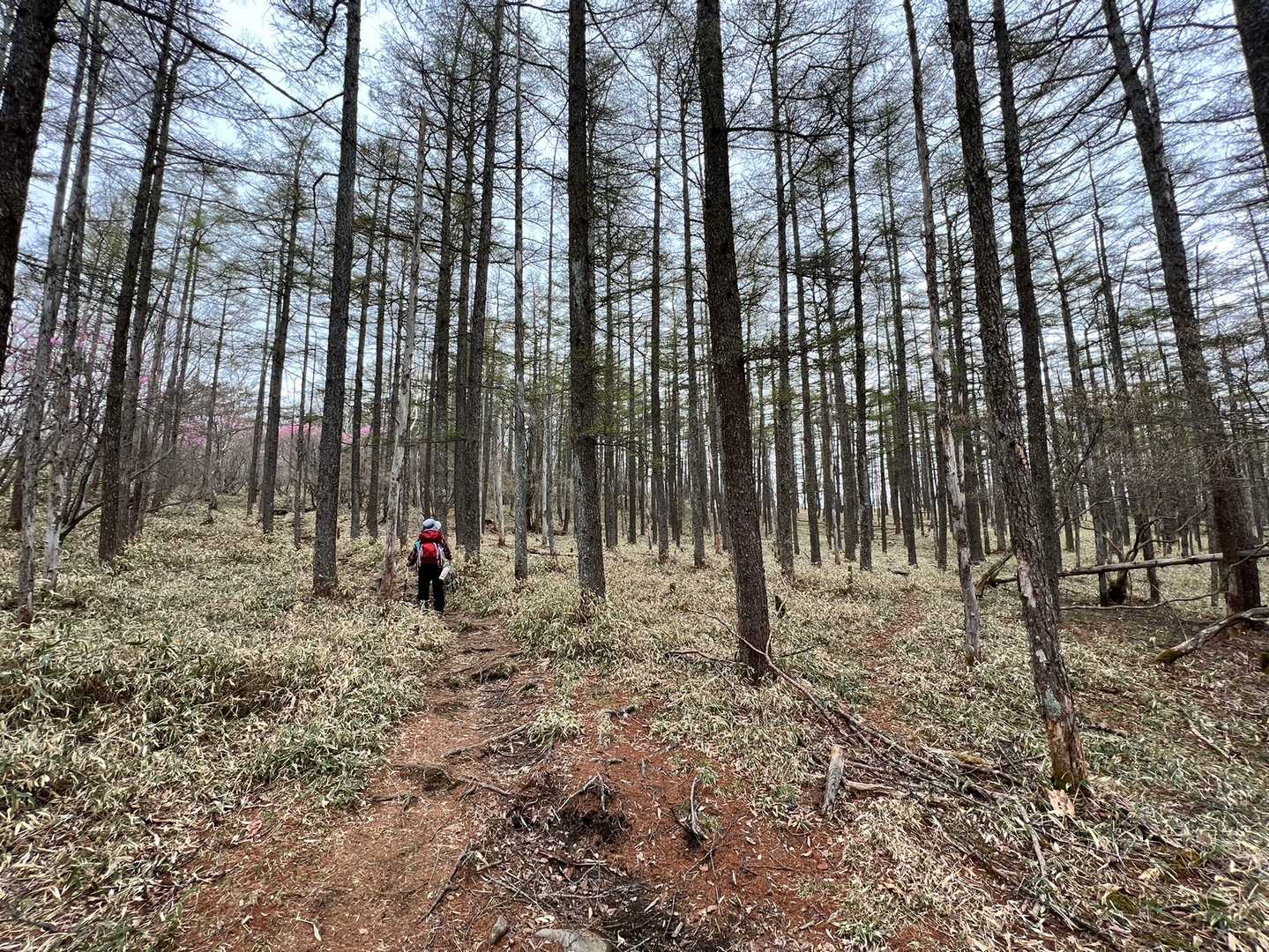 折場登山口-小丸山 往復コースの写真