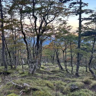 古田の森🌳。