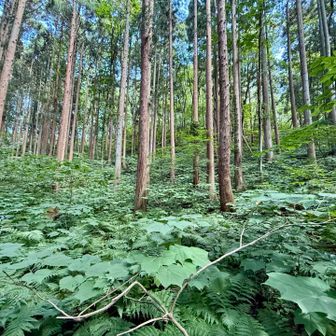 スギ植林地まで下りて来ました